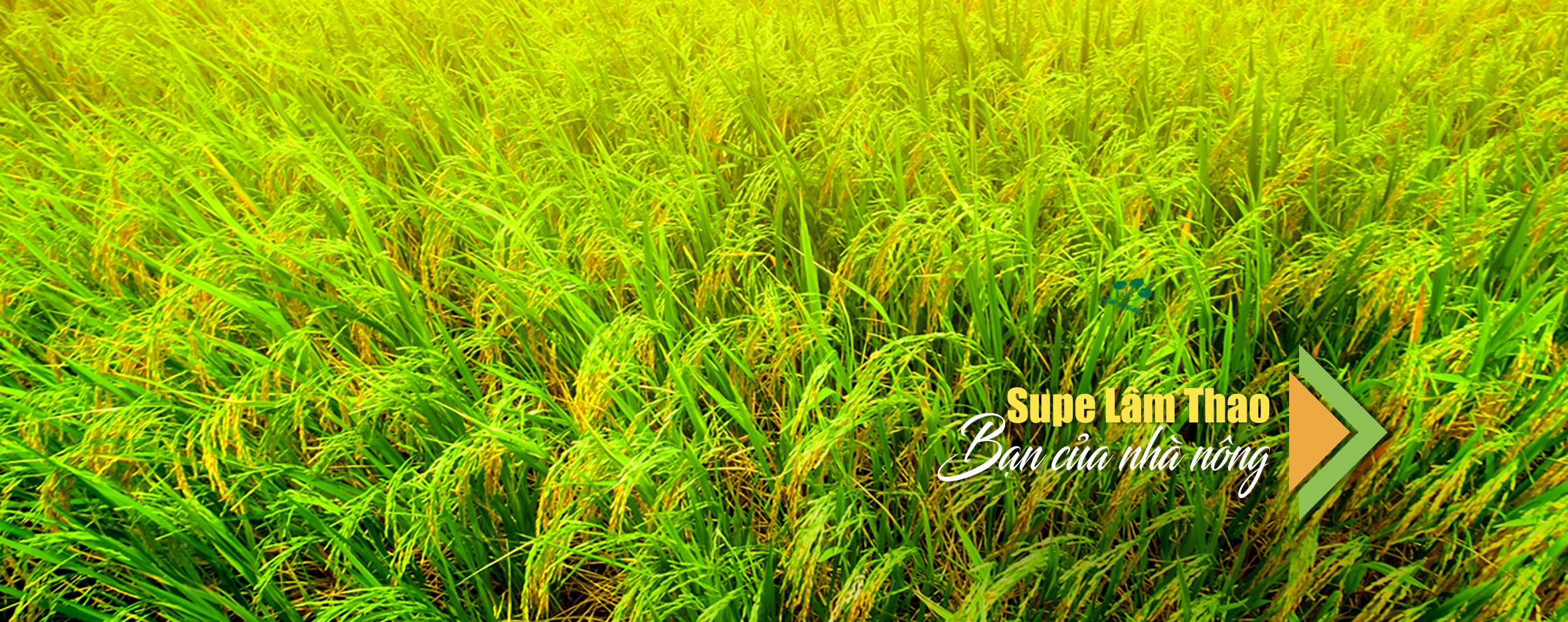 Trang chủ SupeLamThao