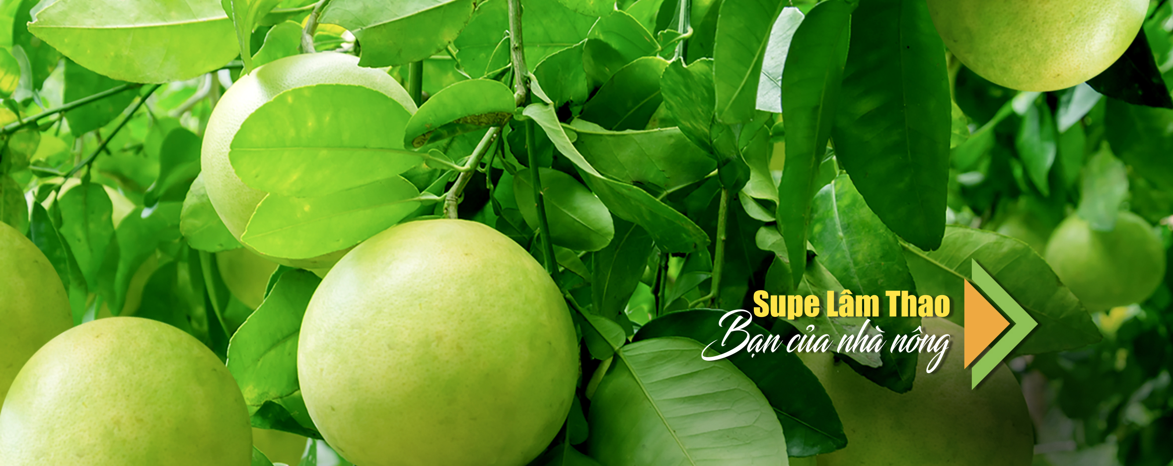 Trang chủ SupeLamThao